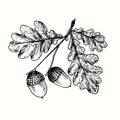 Hand drawn oak branch with acorns and leaves. Ink black and white drawing. Royalty Free Stock Photo